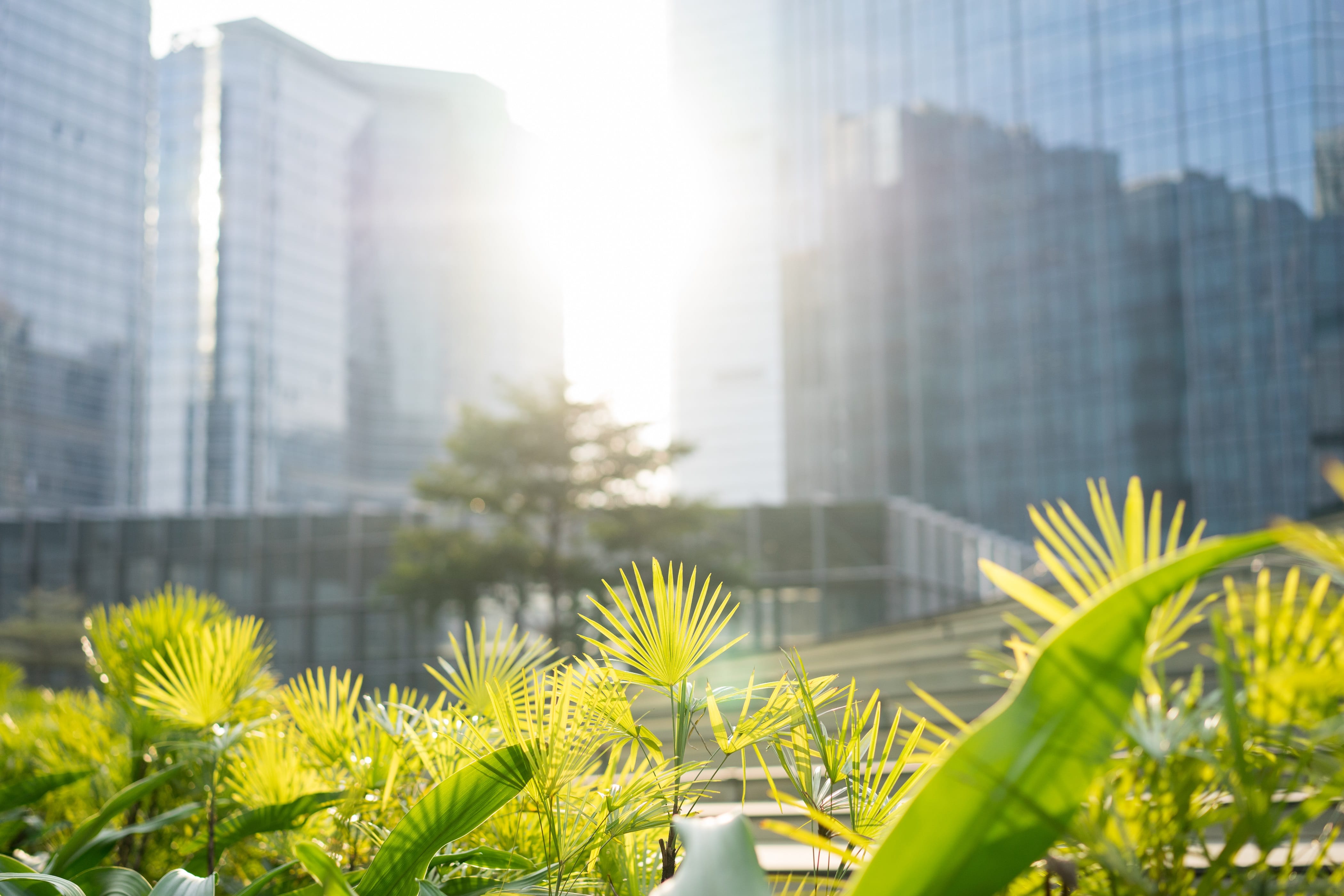 Bright sunlit fan palm plants in the foreground with blurred glass skyscrapers behind them.